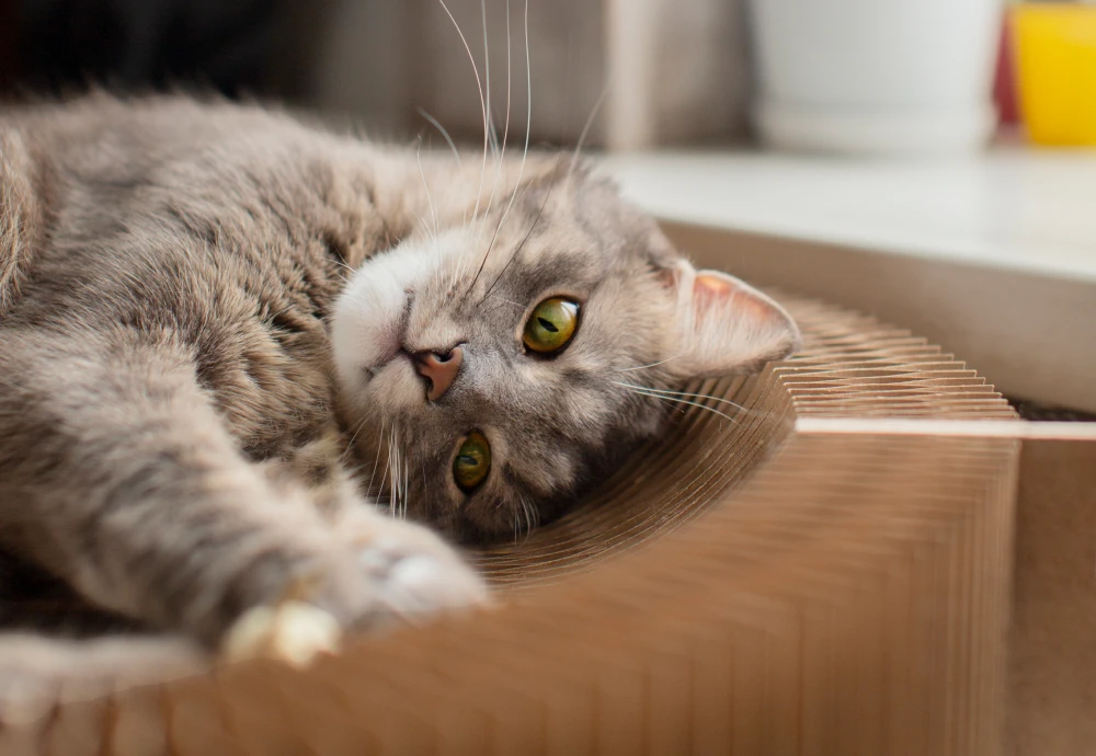 cameras for pets
